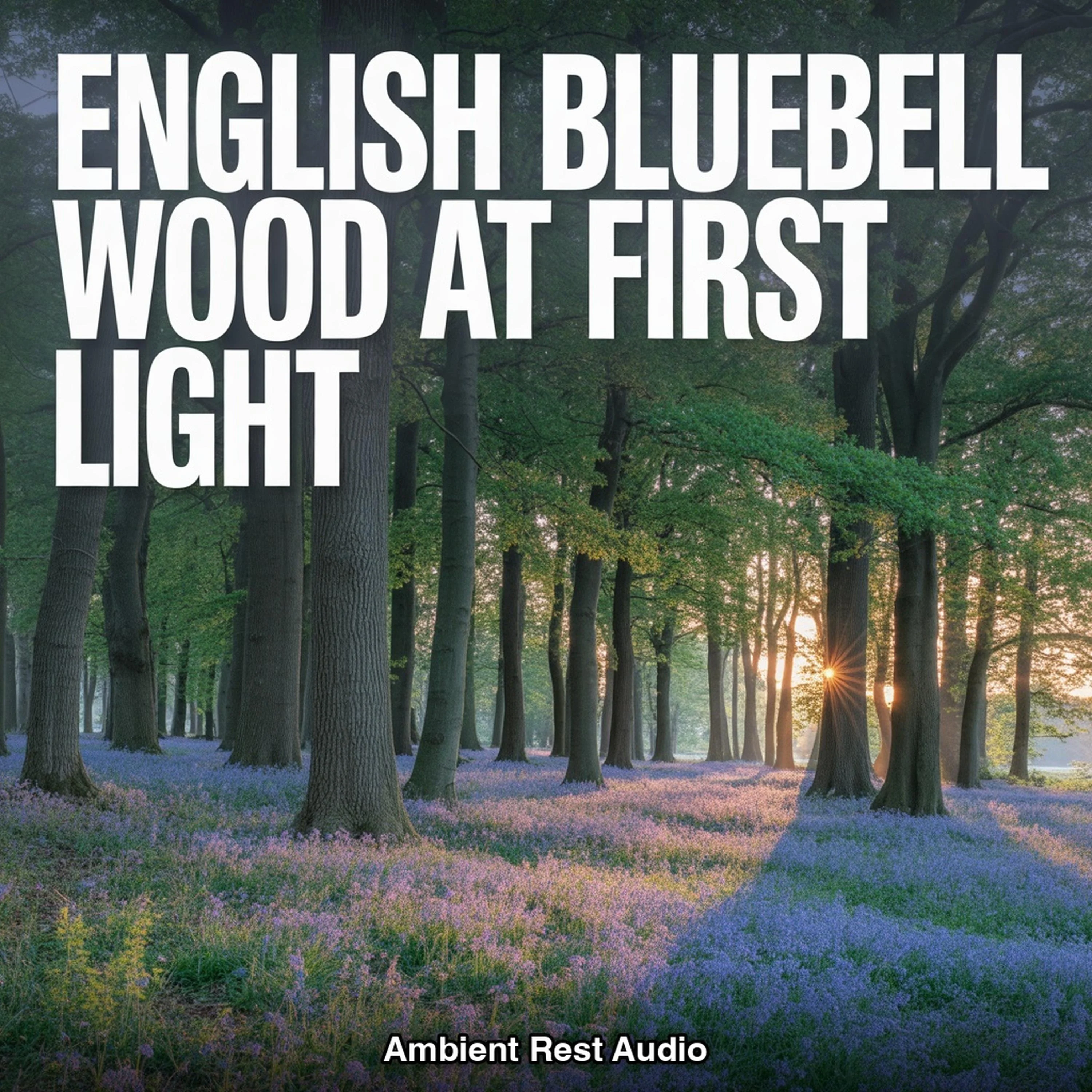 English Bluebell Wood at First Light
